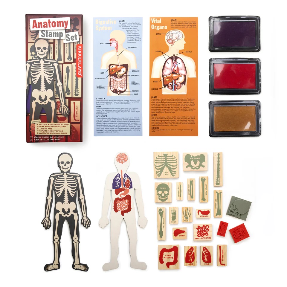 Set stampile - Anatomy Stamp Set | Kikkerland - 3 | YEO