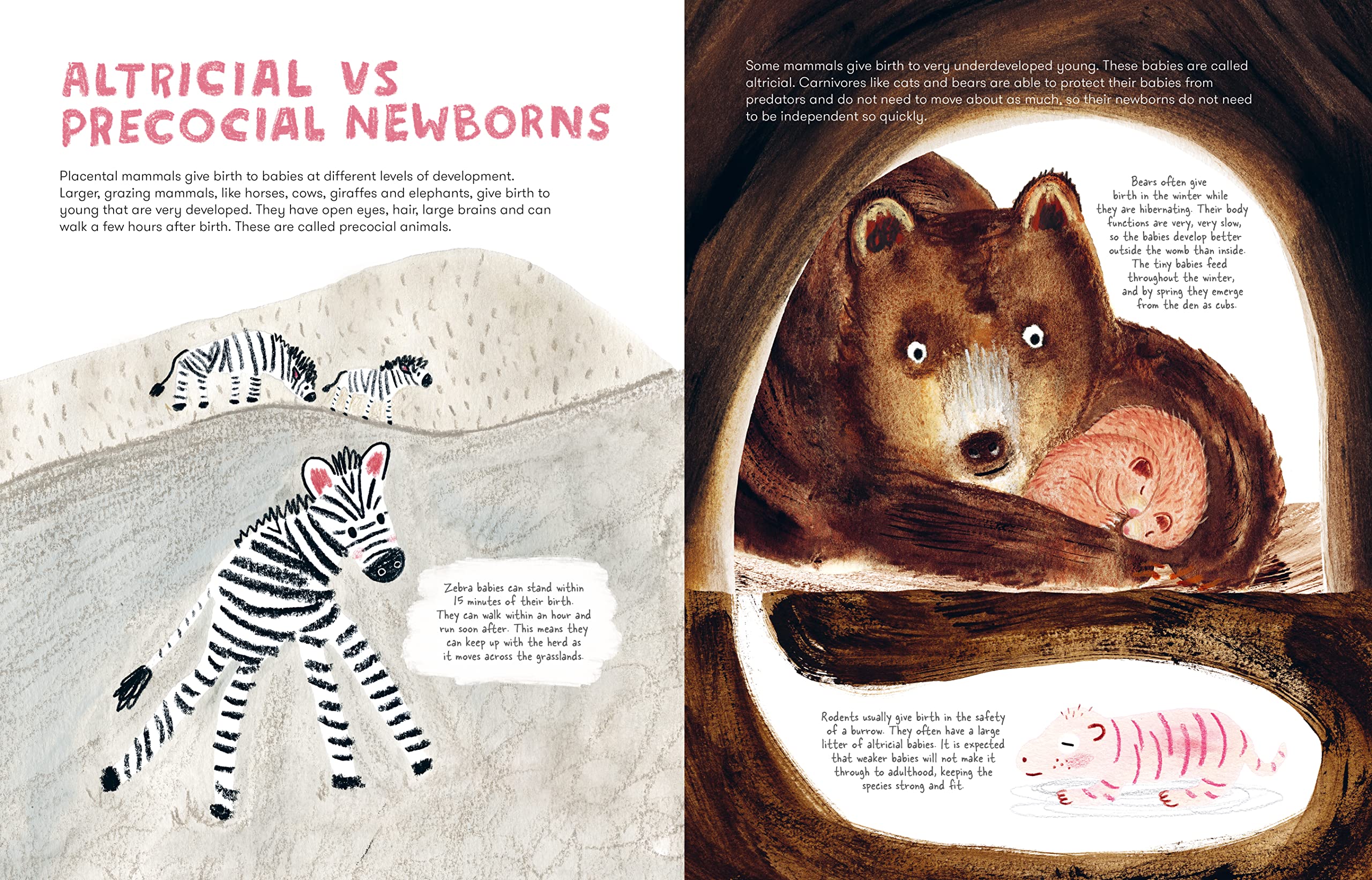 Mama Mammals | Cathy Evans - 8 | YEO