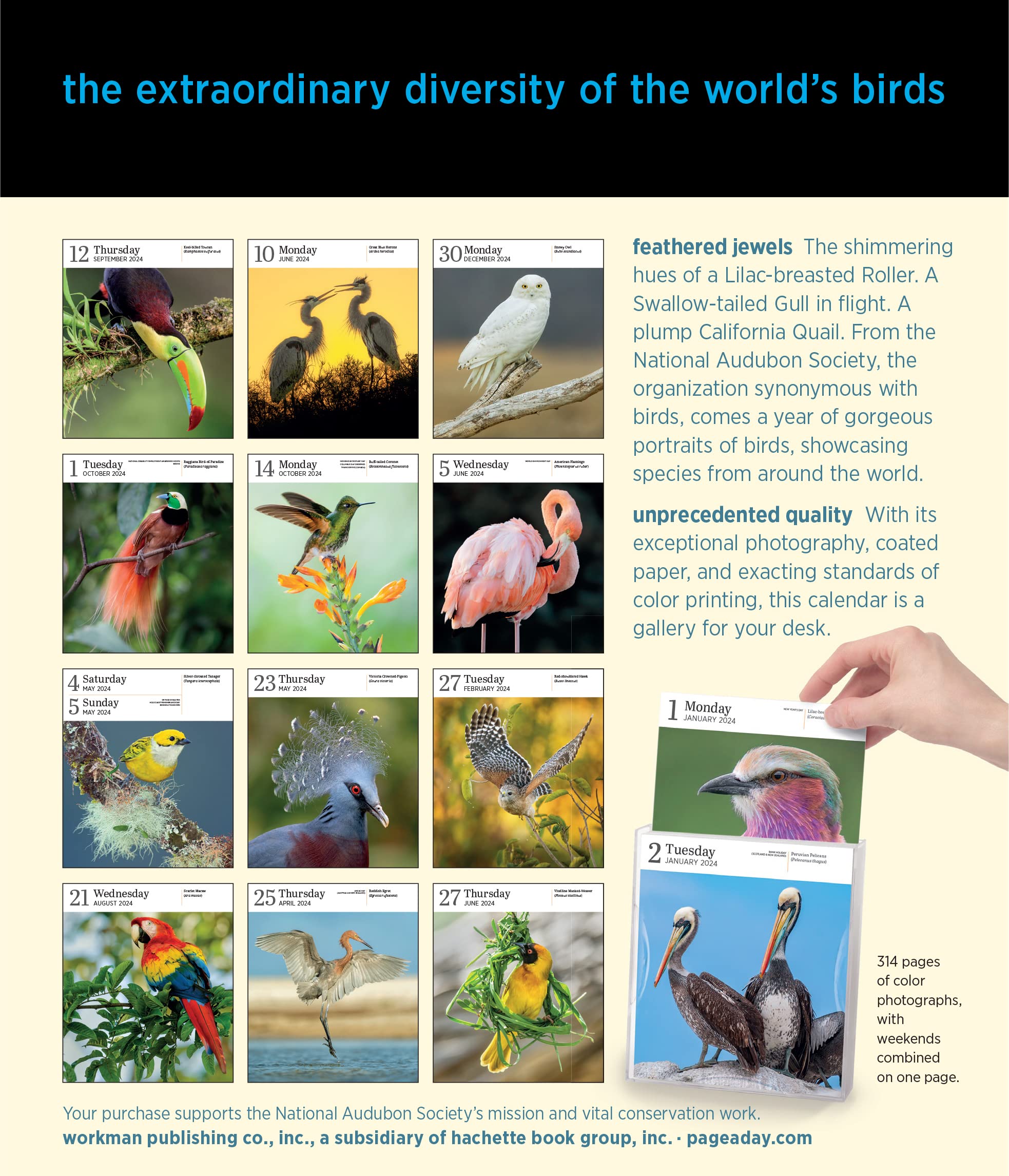 Calendar - Audubon Birds - 2024 | Workman Publishing Company
