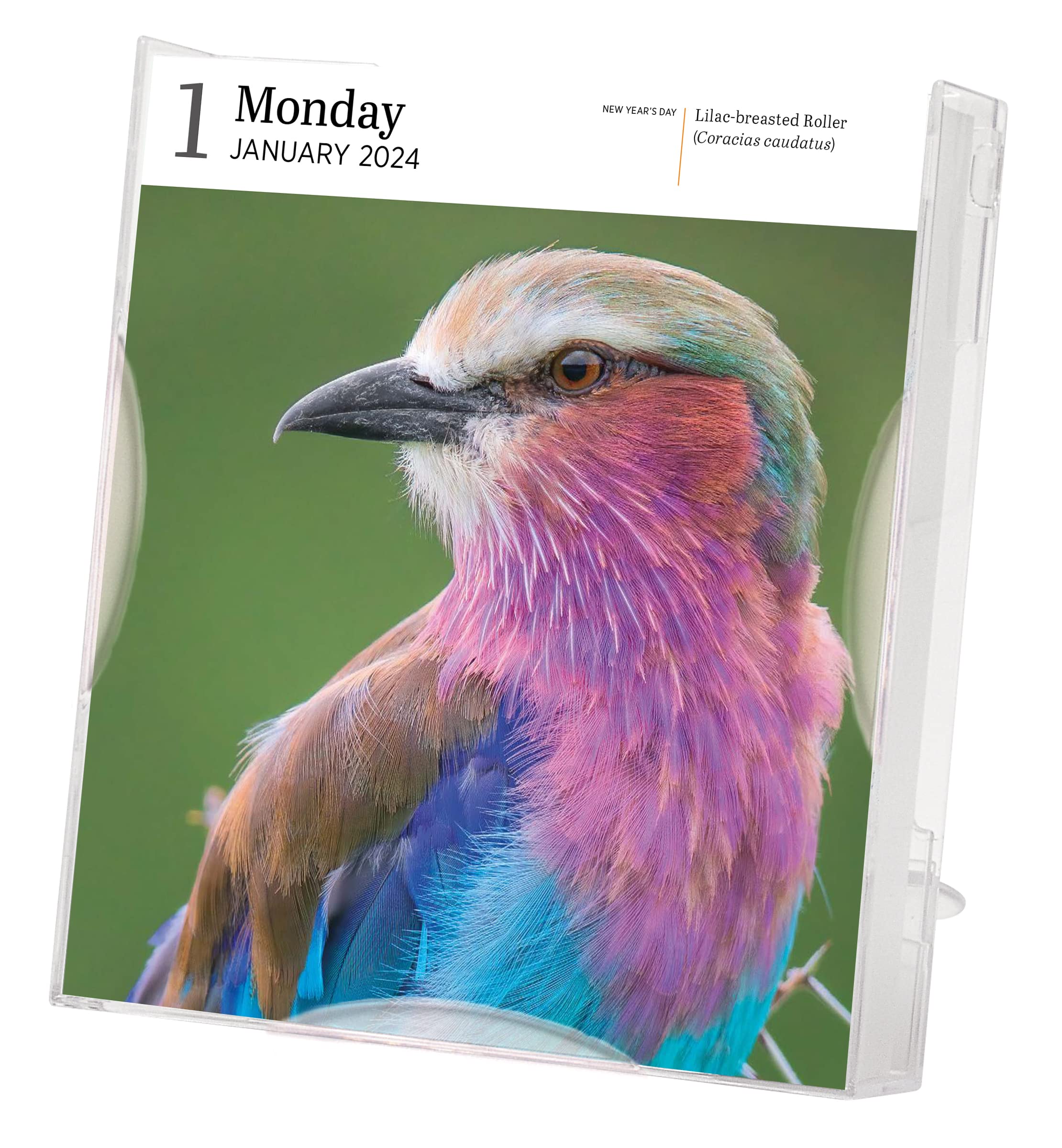 Calendar - Audubon Birds - 2024 | Workman Publishing - 1 | YEO