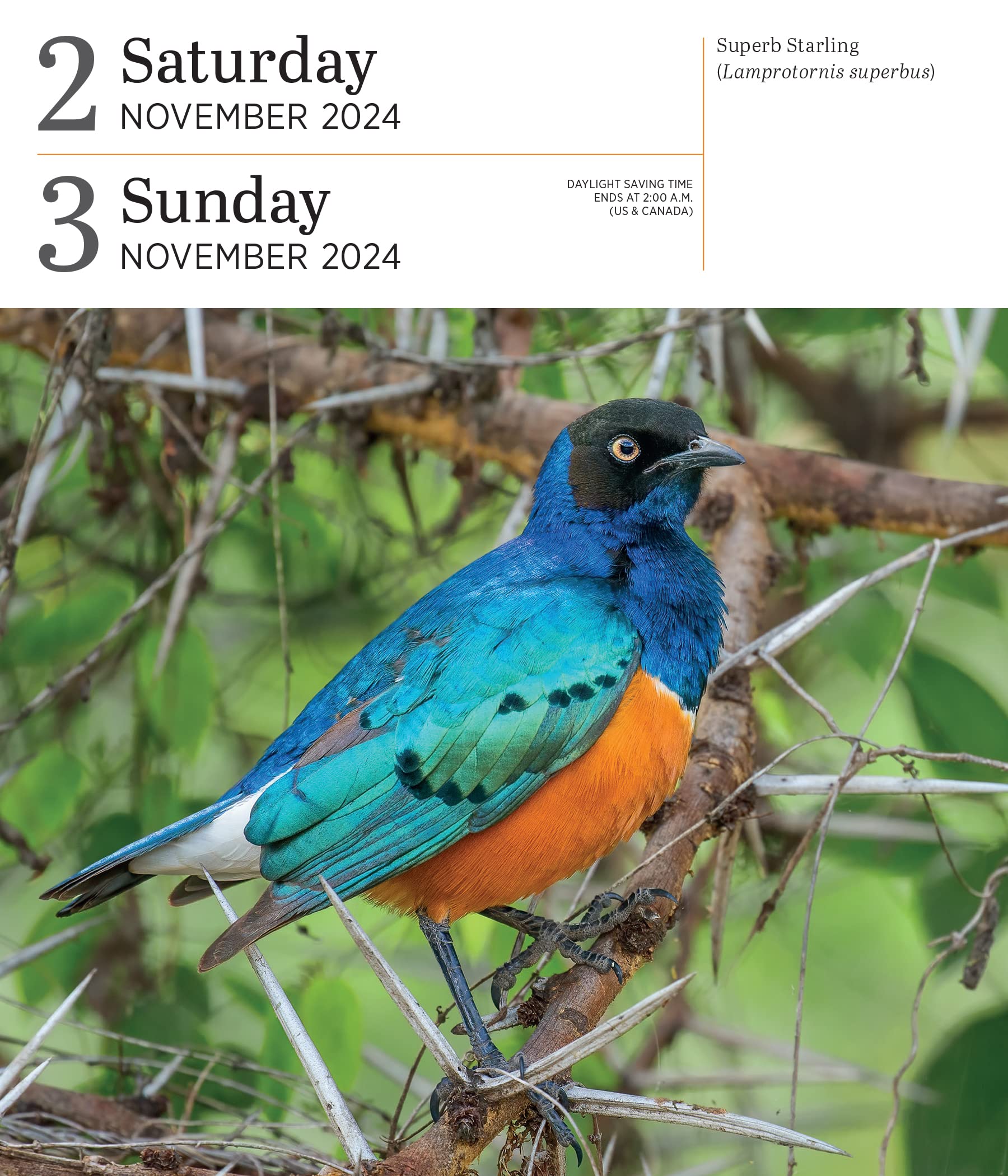 Calendar - Audubon Birds - 2024 | Workman Publishing - 3 | YEO