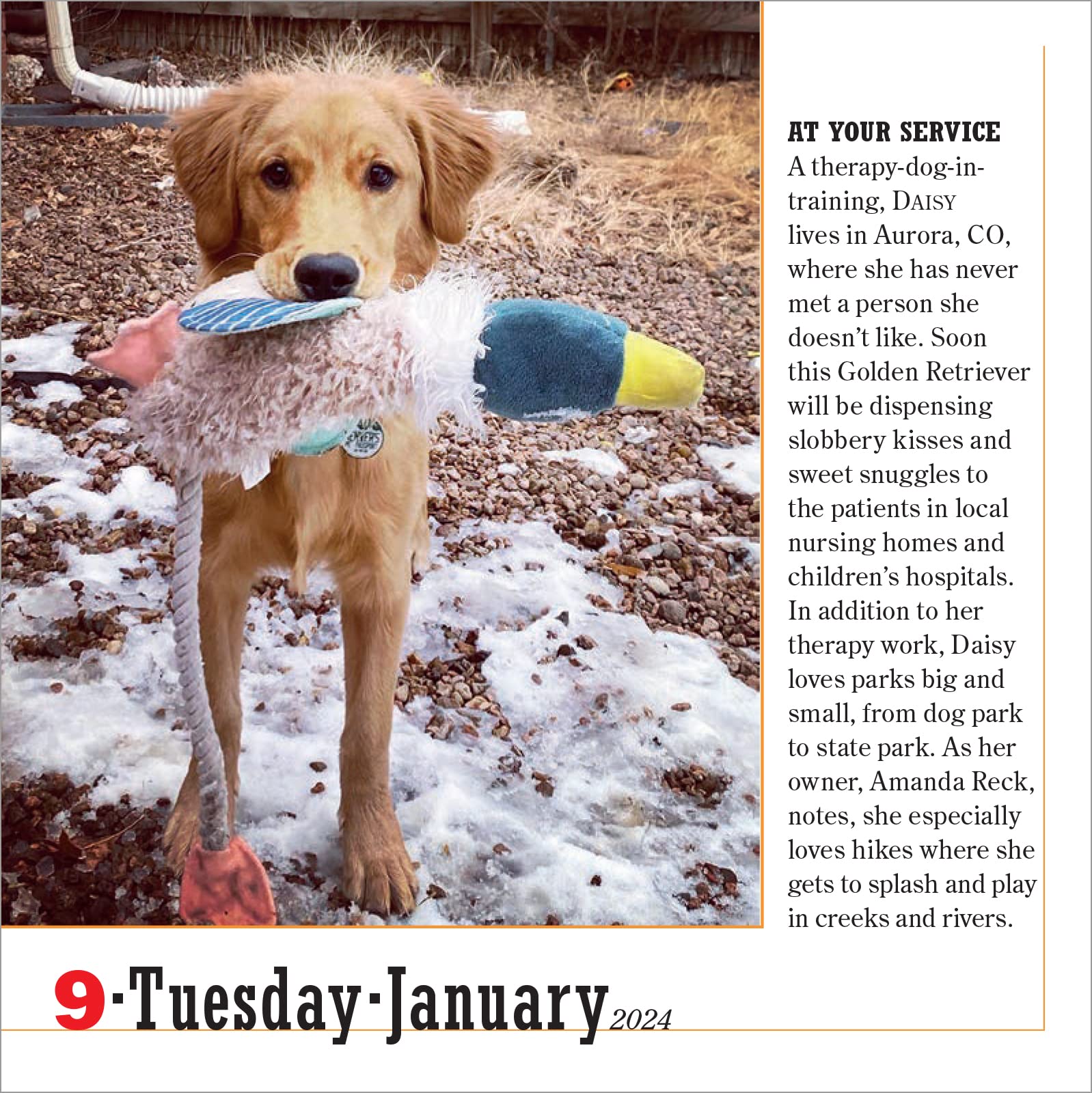 Calendar - 365 Dogs - 2024 | Workman Publishing - 1 | YEO