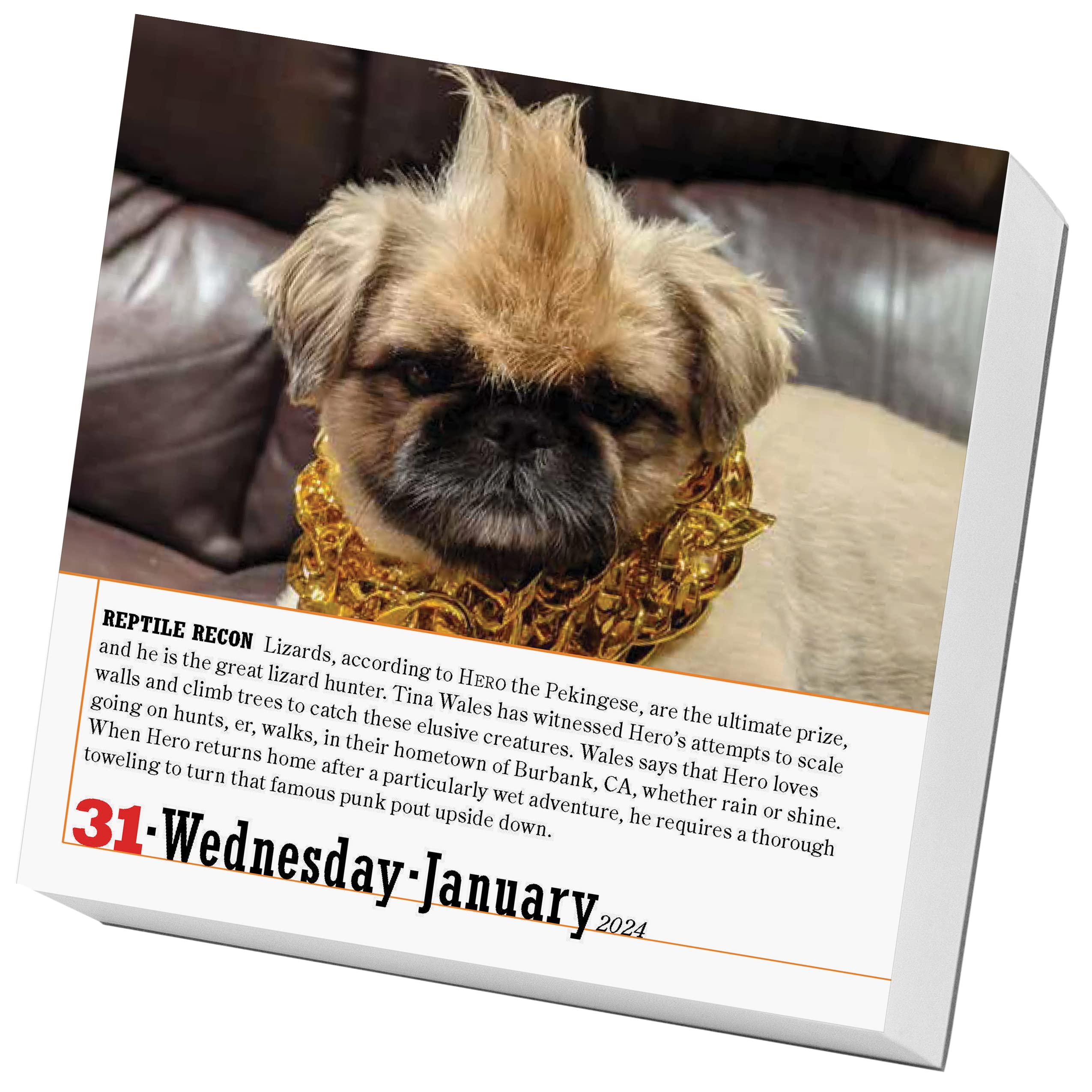 Calendar - 365 Dogs - 2024 | Workman Publishing - 2 | YEO