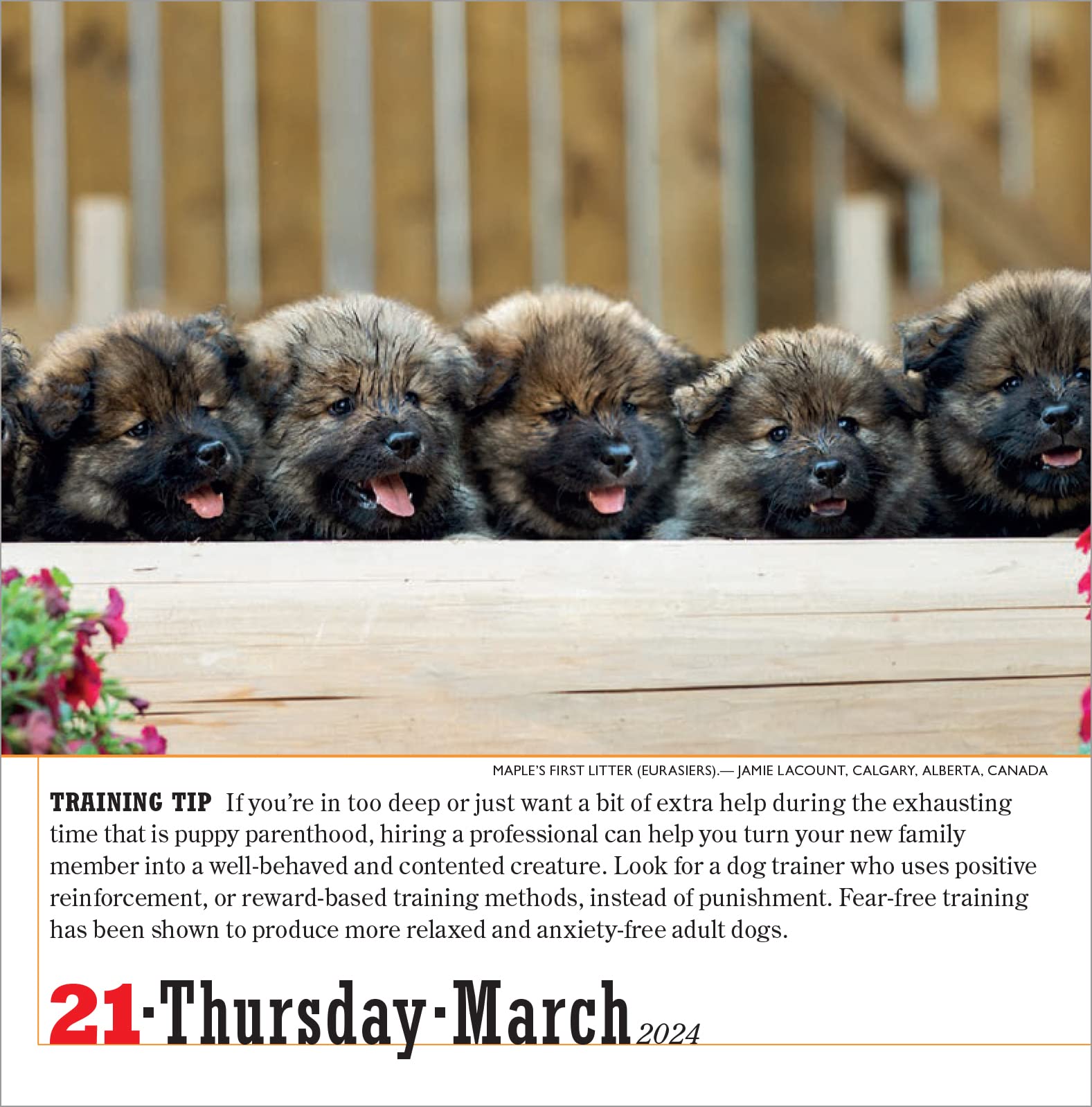 Calendar - 365 Dogs - 2024 | Workman Publishing - 3 | YEO