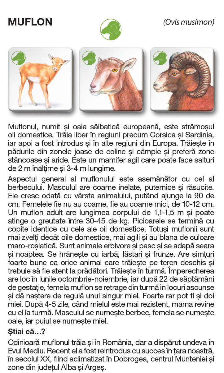 Joc - Memotrio - Familii de animale | Star-E - 11