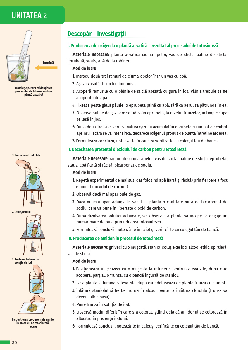 Biologie. Manual clasa a VI-a | Claudia Ciceu, Niculina Badiu - 6 | YEO