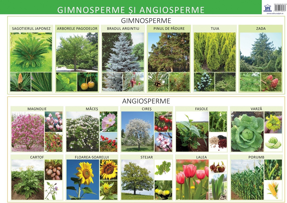 Plansa - Gimnosperme si angiosperme | Florica Alexandrescu