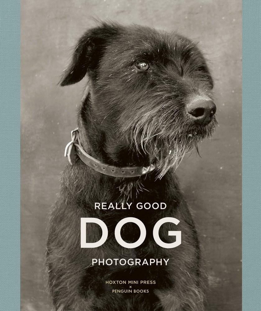 Really Good Dog Photography | Lucy Davies