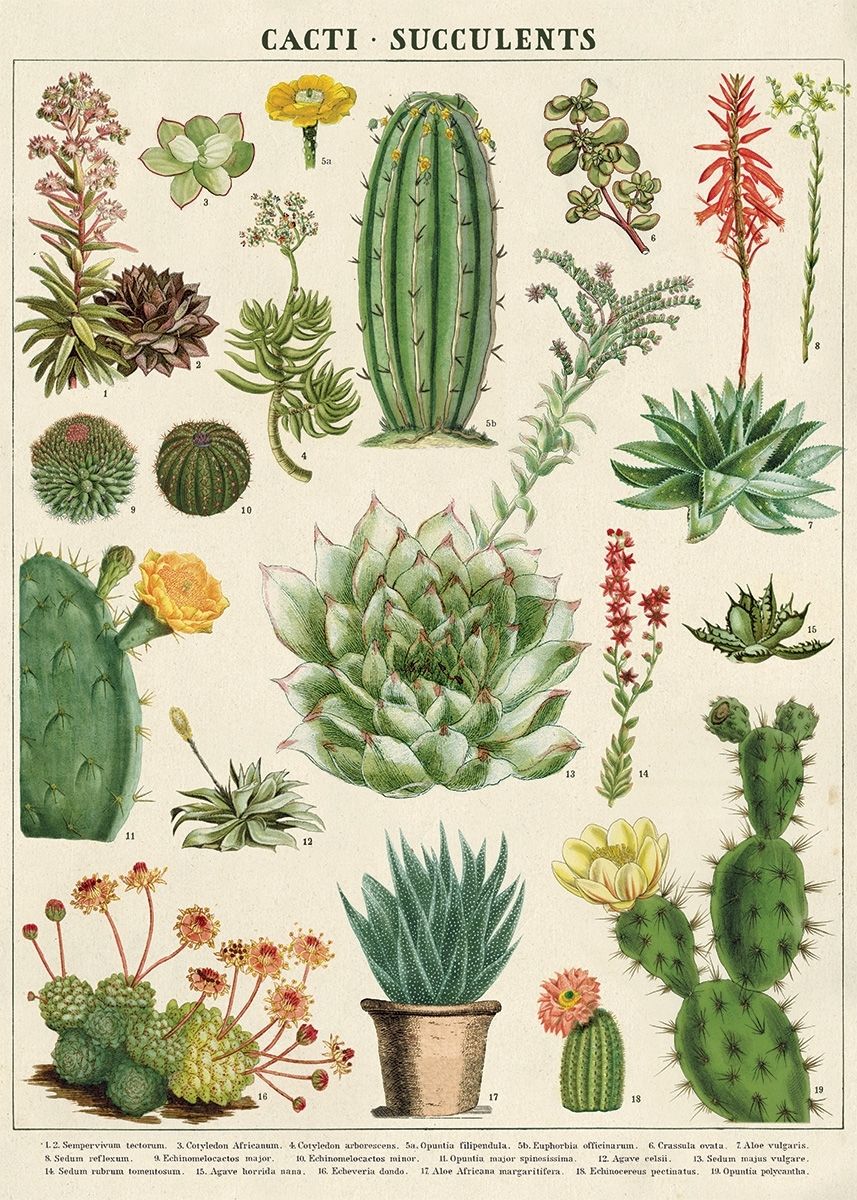 Poster - Vintage Cacti Succulents | Cavallini Papers & Co. Inc.