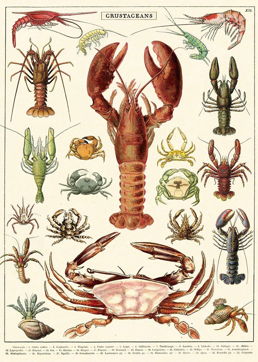 Poster - Crustaceans | Cavallini Papers & Co. Inc.