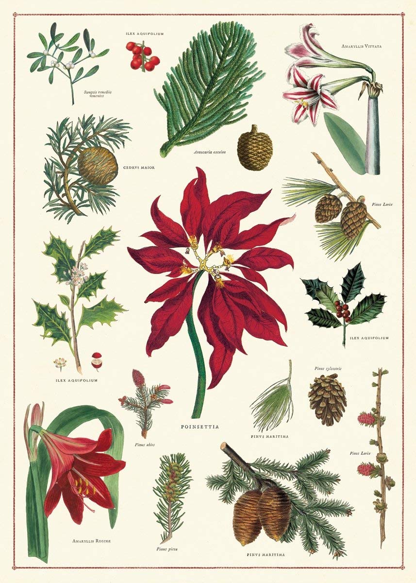 Hartie de impachetat - Christmas Botanical Wrap Decorative Paper | Cavallini Papers & Co. Inc.