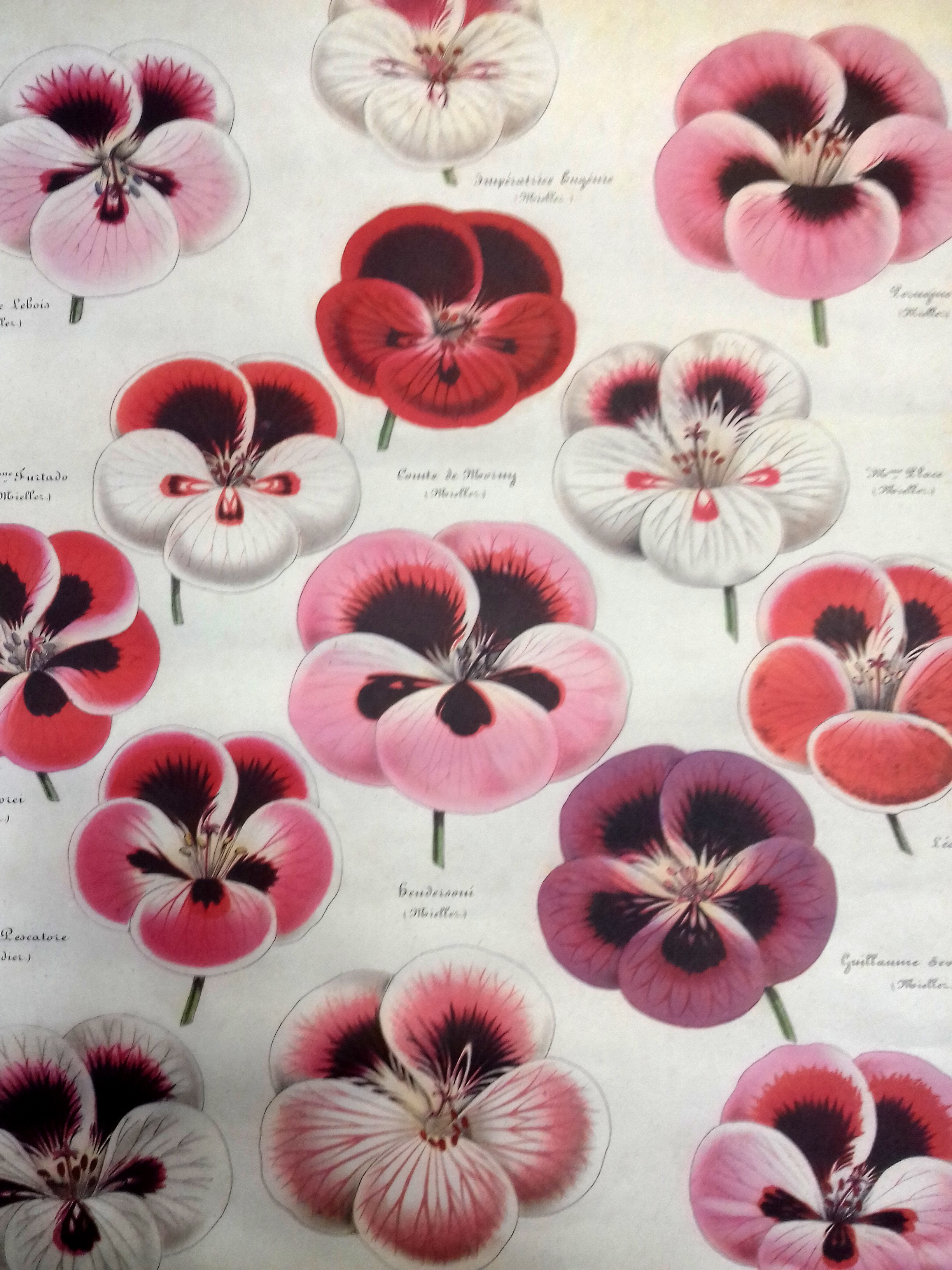 Hartie de impachetat - Blossoms | Cavallini Papers & Co. Inc.