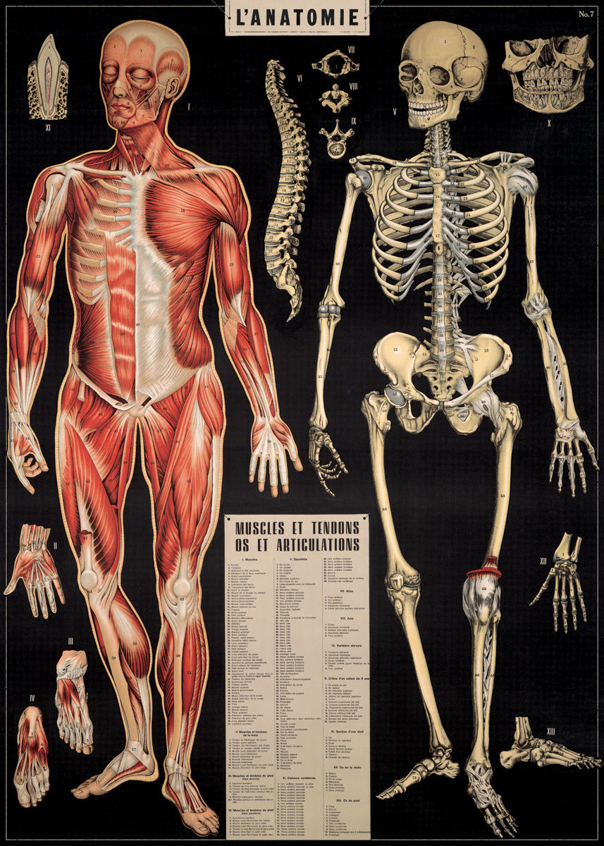 Poster - L\'anatomie | Cavallini Papers & Co. Inc.