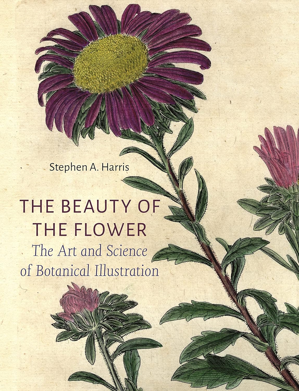 Beauty of the Flower | Stephen A Harris