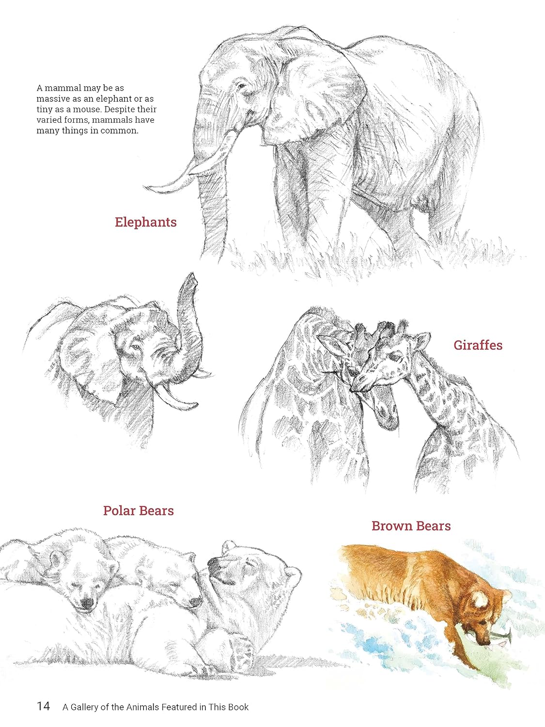 How to Draw Animals | Sadao Naito - 3 | YEO