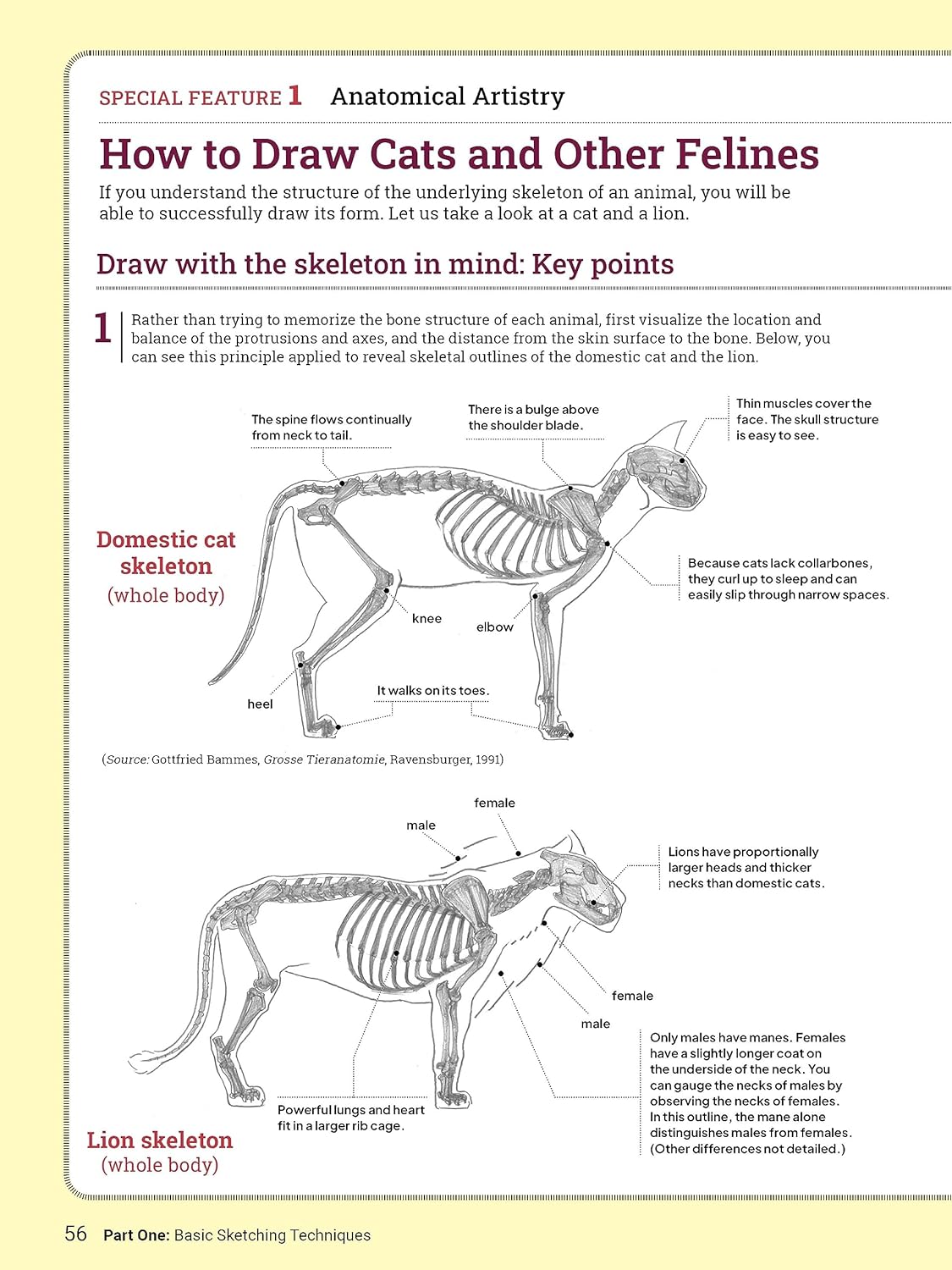 How to Draw Animals | Sadao Naito - 6 | YEO