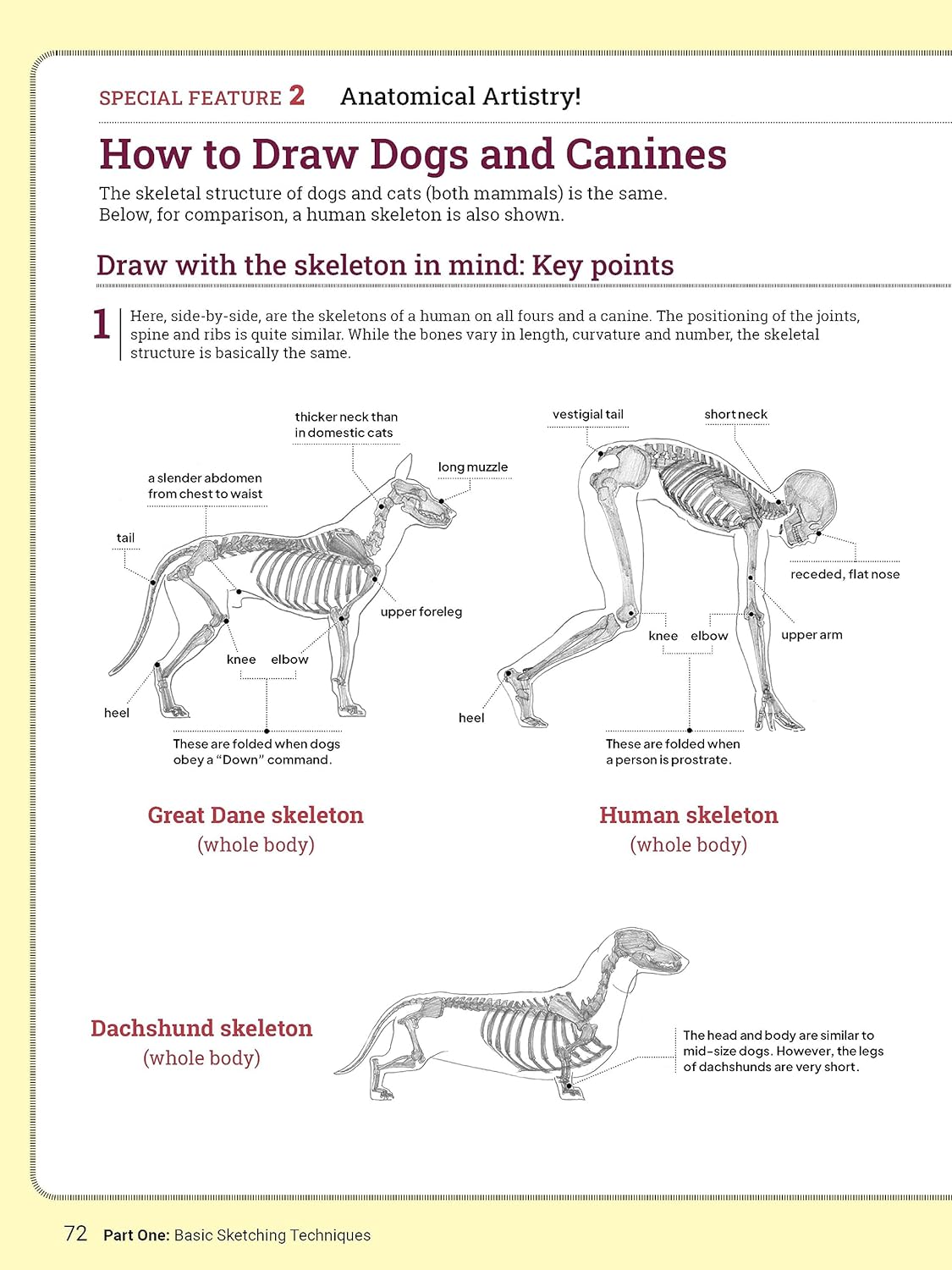 How to Draw Animals | Sadao Naito - 7 | YEO