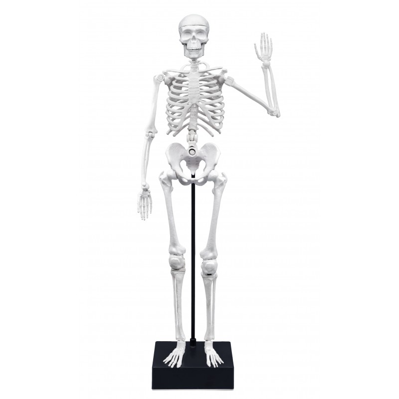 Jucarie educativa - Skeleton 45 cm | Buki - 1 | YEO