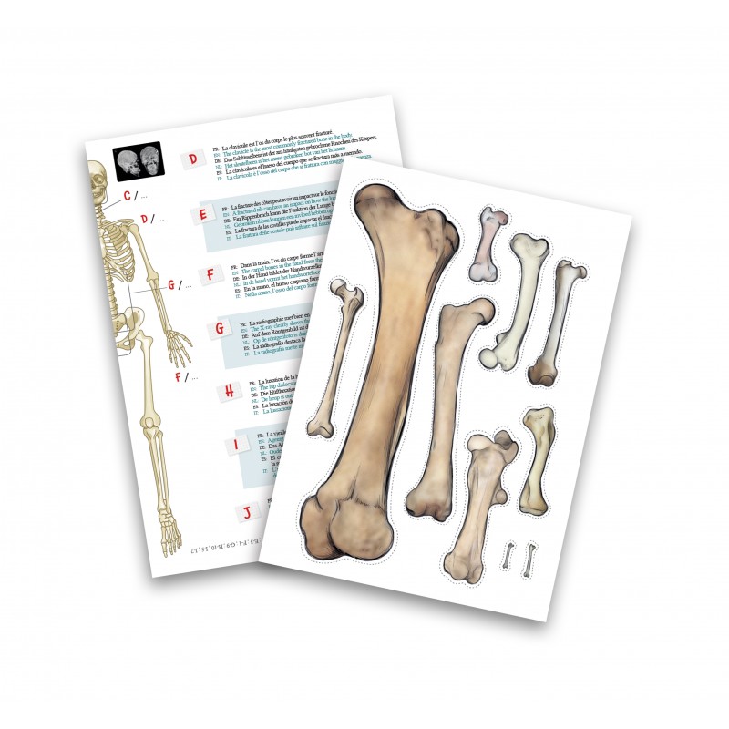 Jucarie educativa - Skeleton 45 cm | Buki - 3 | YEO