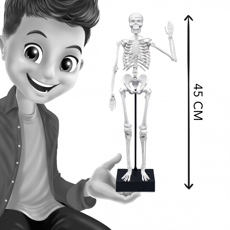 Jucarie educativa - Skeleton 45 cm | Buki - 4 | YEO