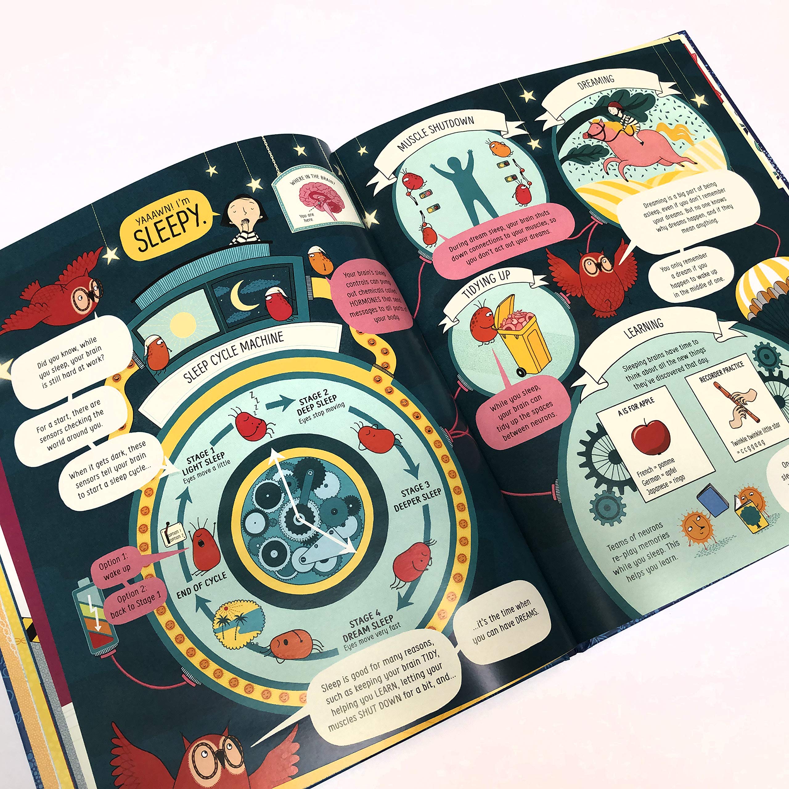 The Usborne Book of the Brain and How It Works | Betina Ip - 4 | YEO