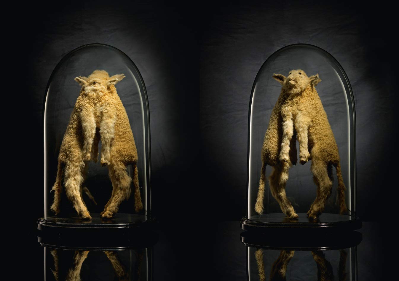 Taxidermy | Alexis Turner - 7 | YEO