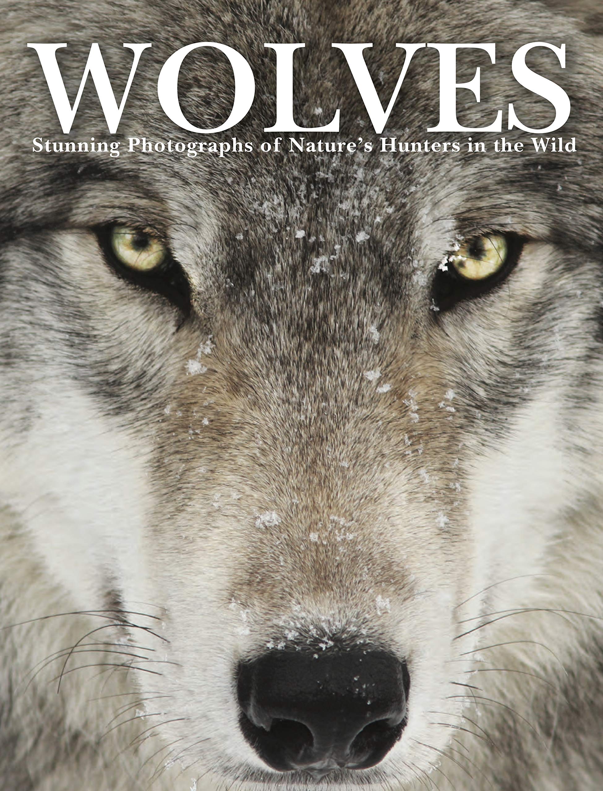 Wolves | Tom Jackson