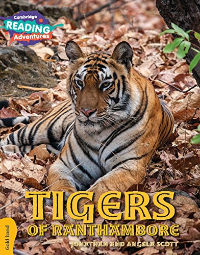 Tigers of Ranthambore Gold Band | Jonathan Scott