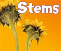 Stems | Vijaya Khisty Bodach