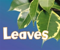 Leaves | Vijaya Khisty Bodach