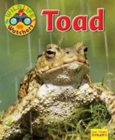 Wildlife Watchers: Toad | Ruth Owen