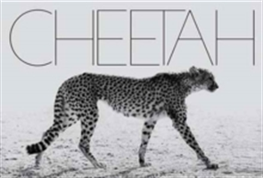 Cheetah | Mark Segal, William Blake