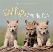 Wolf Pups Join the Pack | American Museum of Natural History