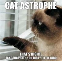Cat-Astrophe | Willow Creek Press