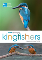 RSPB Spotlight Kingfishers | David Chandler