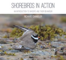 Shorebirds in Action | Richard Chandler