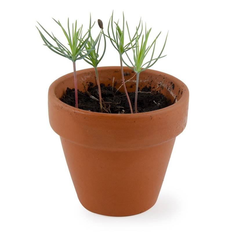 Kit de plantat - Pin, editie de Craciun | Radis et Capucine