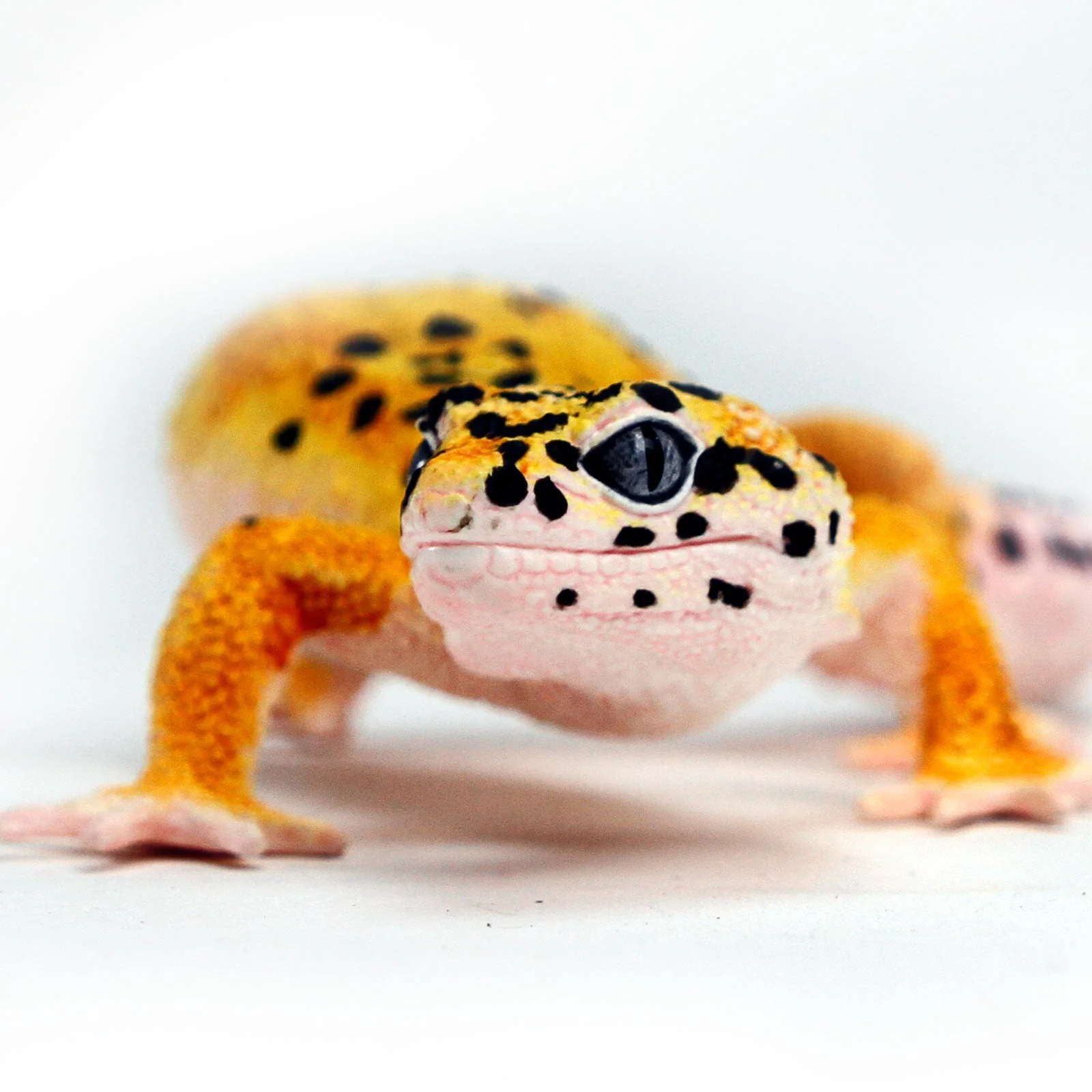 Figurina - Leopard Gecko | Safari
