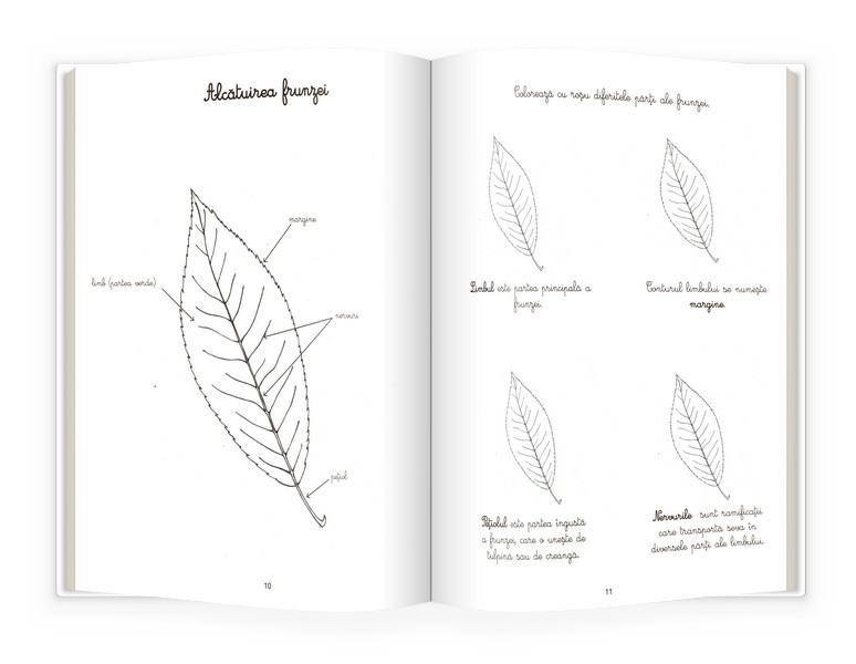 Natura si botanica | Eve Herrmann