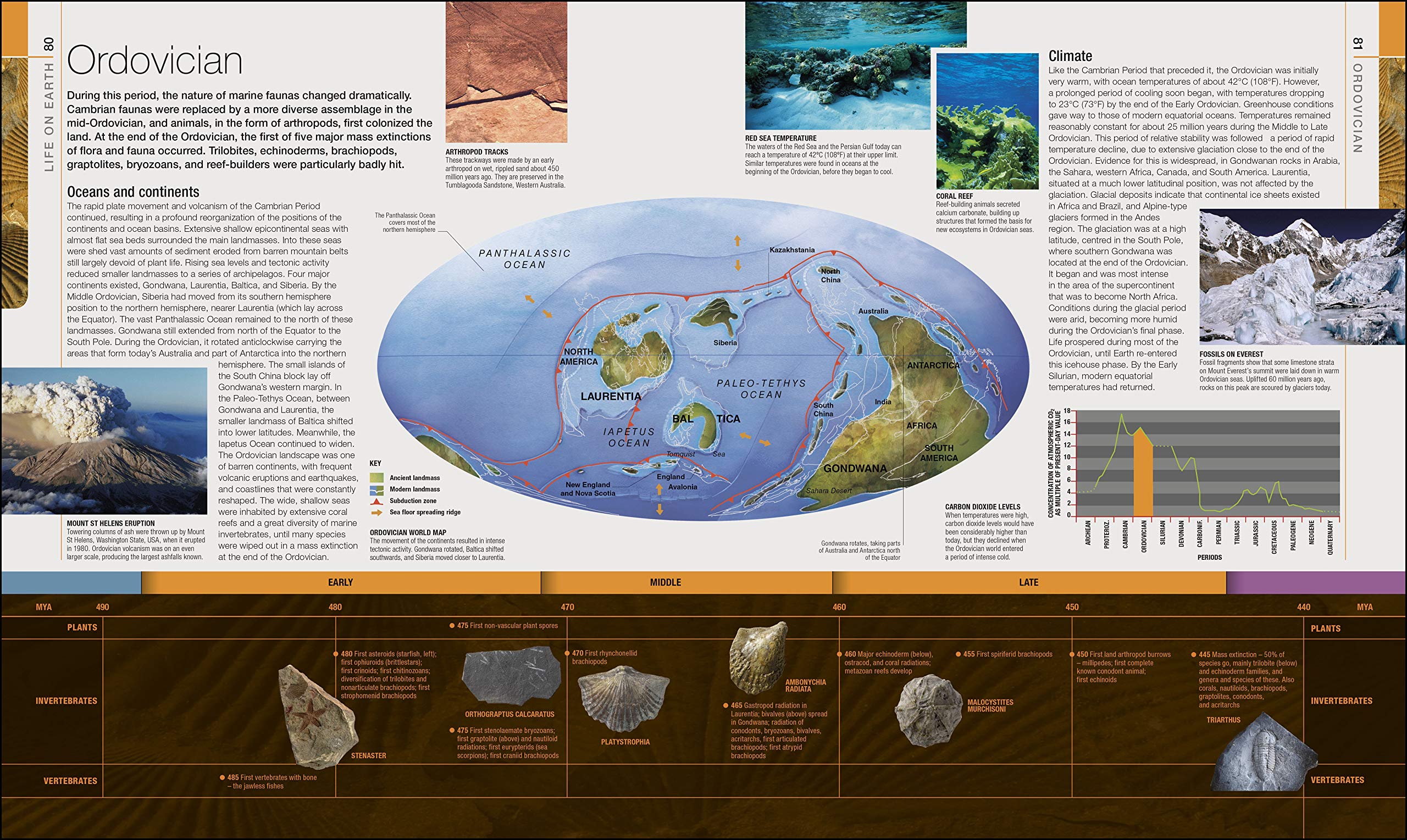 Dinosaurs and Prehistoric Life | - 8 | YEO