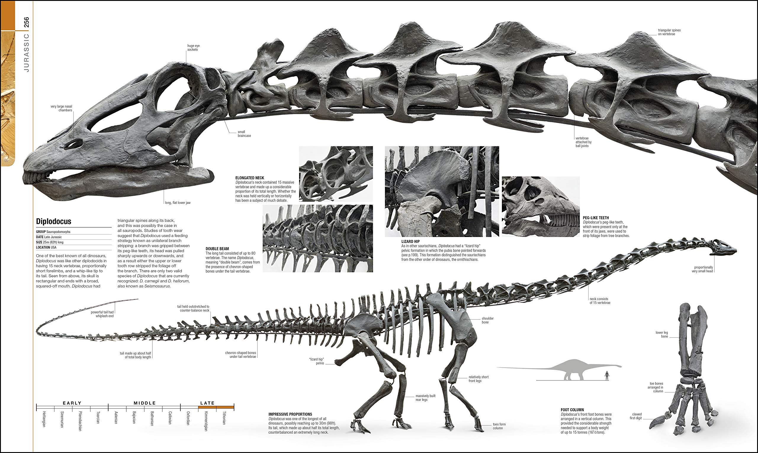 Dinosaurs and Prehistoric Life | - 5 | YEO