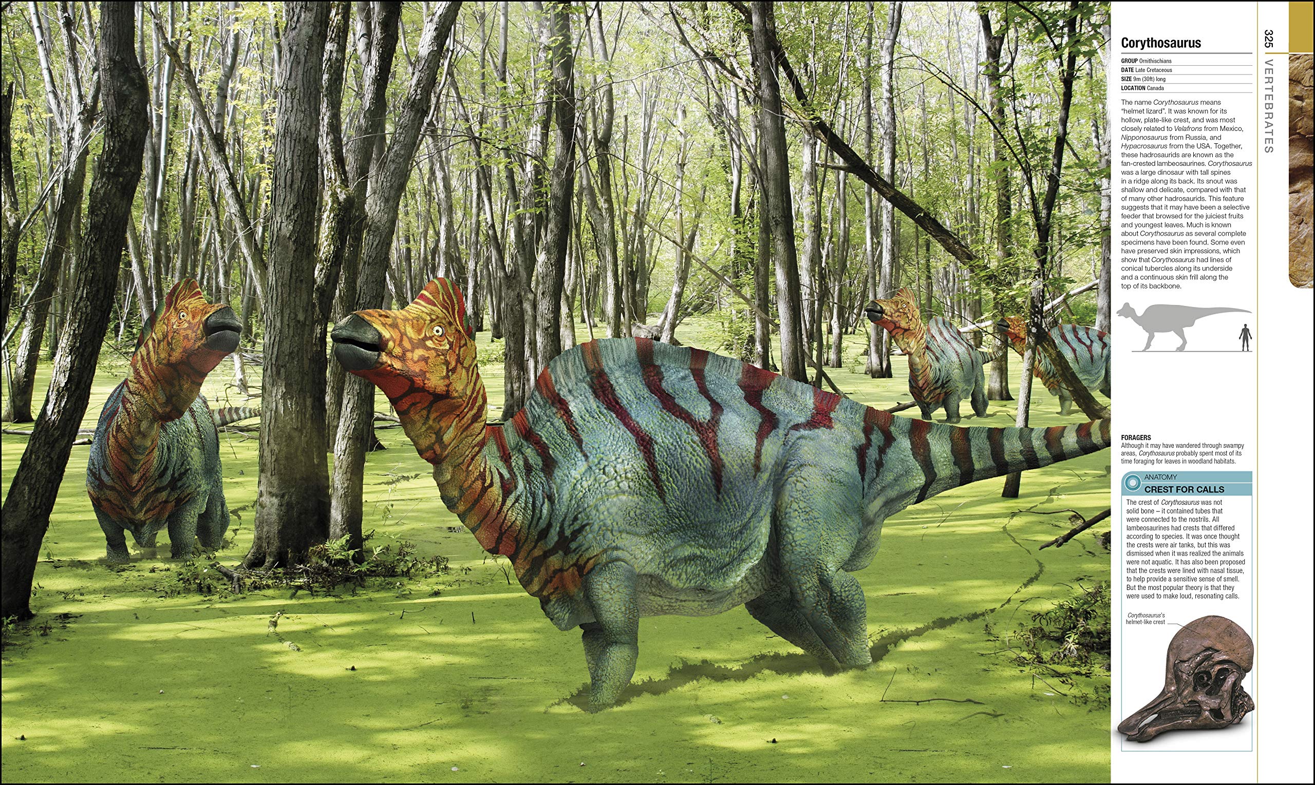 Dinosaurs and Prehistoric Life | - 4 | YEO