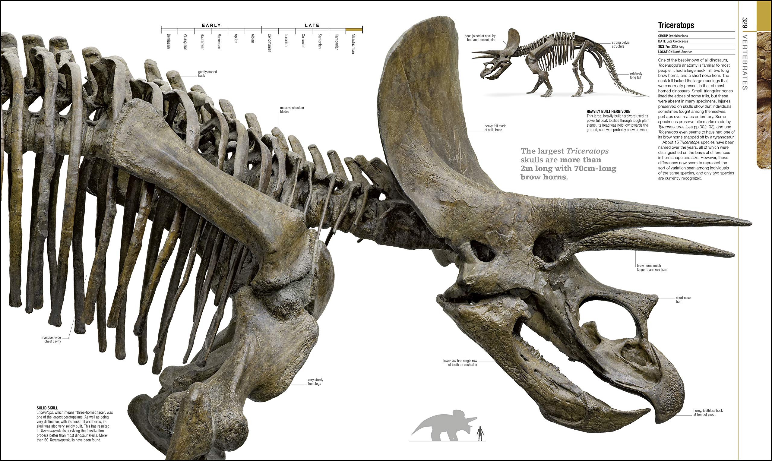 Dinosaurs and Prehistoric Life | - 3 | YEO