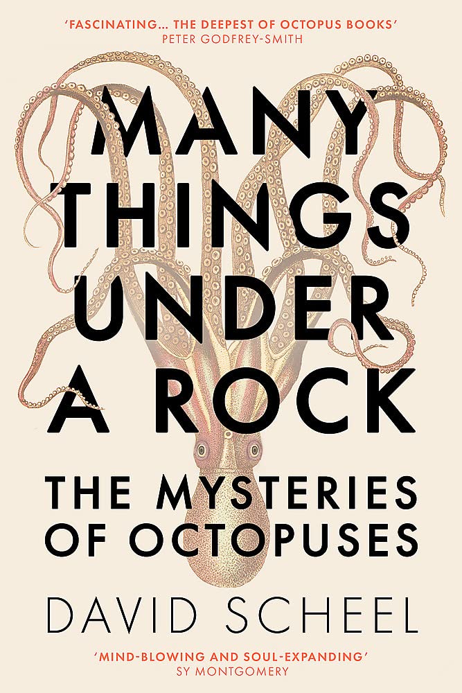 Many Things Under a Rock | David Scheel