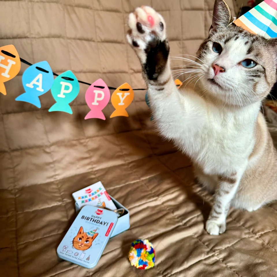 Kit aniversare pisici - Kiko Cat Happy Birthday Kit | Kikkerland - 2 | YEO