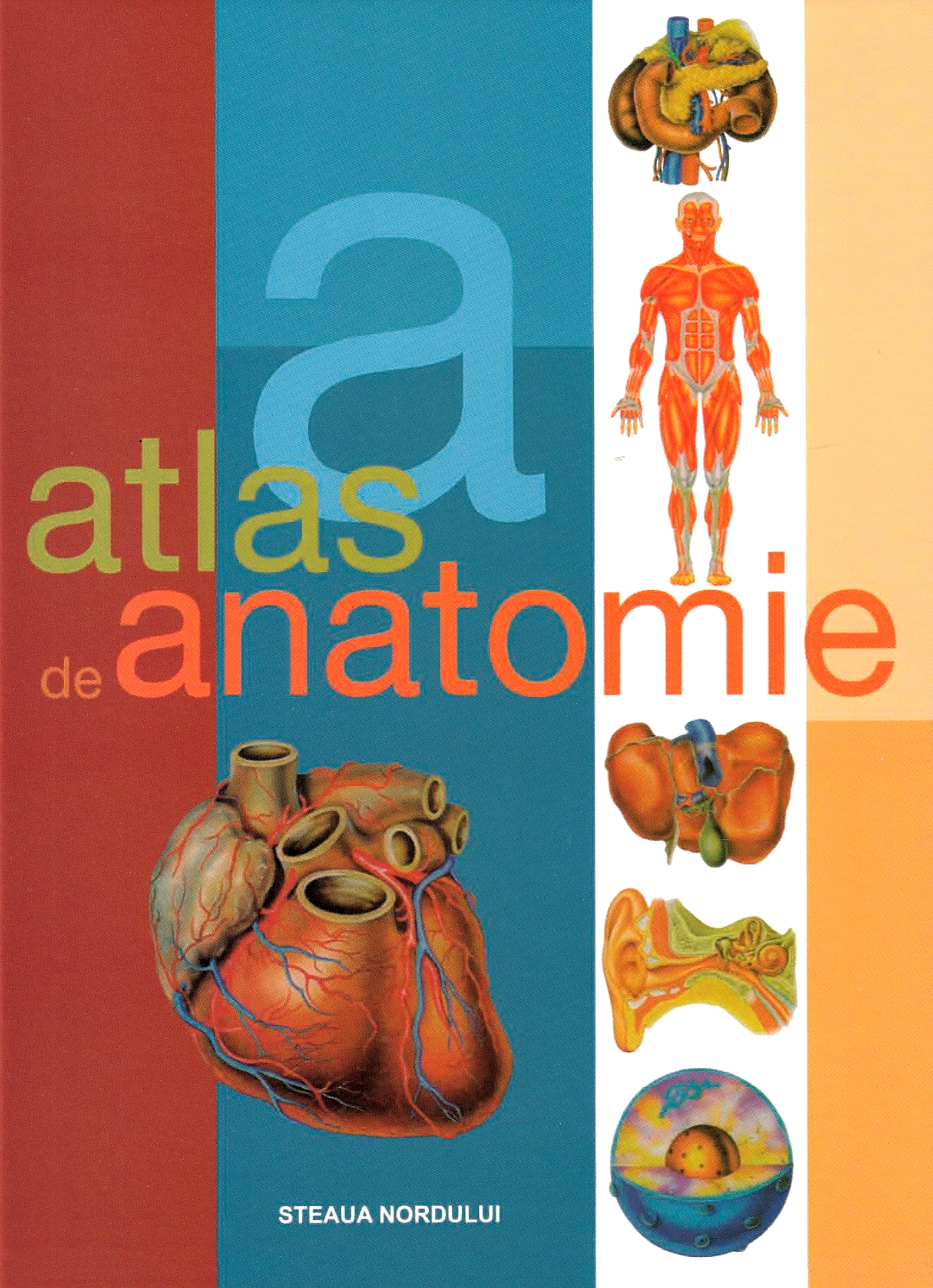 Atlas de anatomie