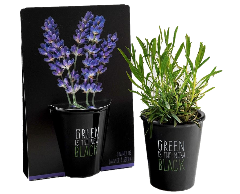 Kit pentru plantat cu seminte de lavanda - Green is the New Black