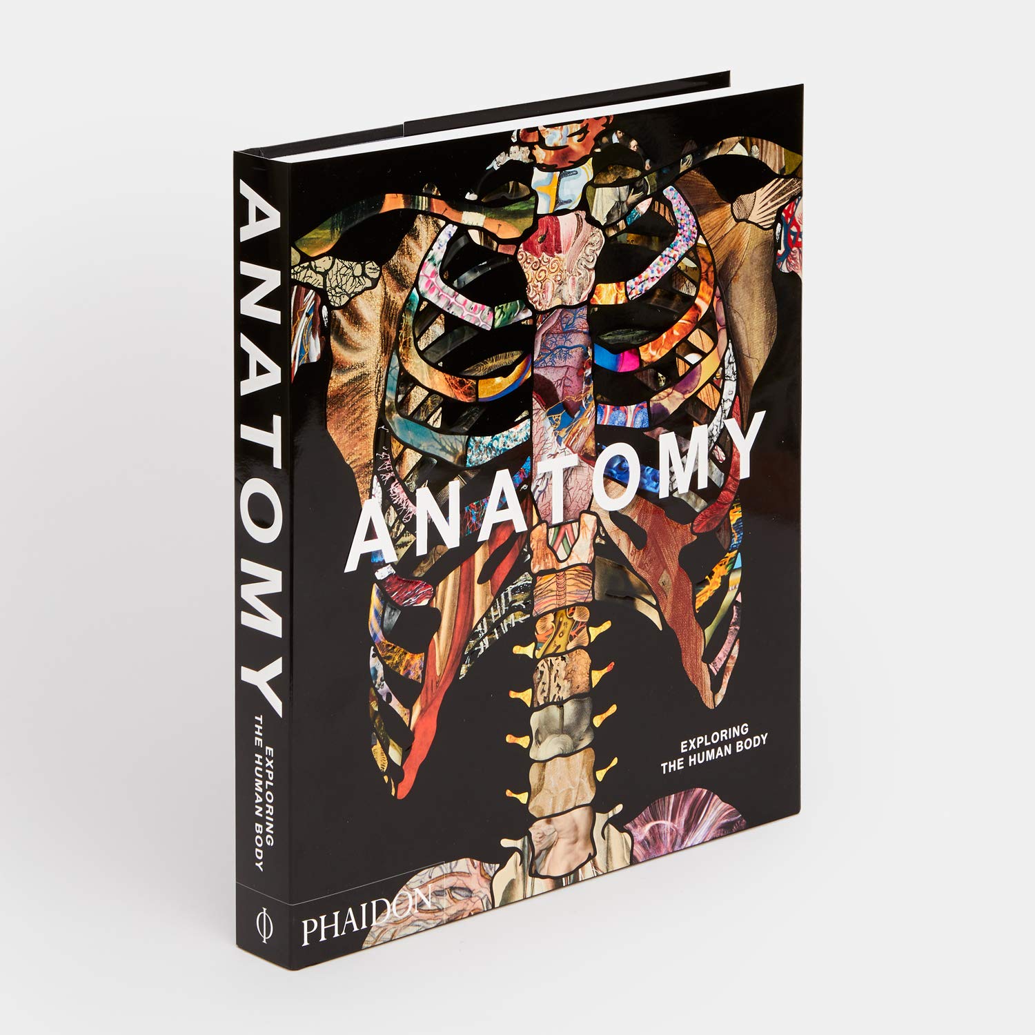 Anatomy | - 5 | YEO