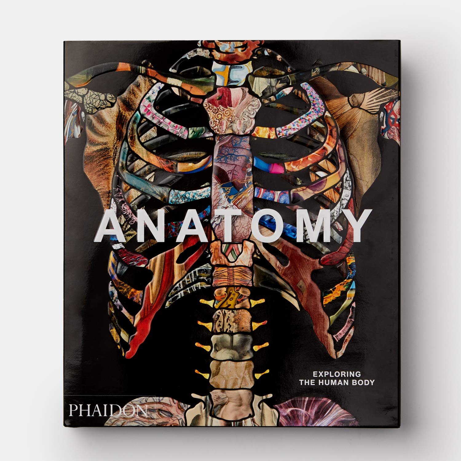 Anatomy | - 4 | YEO