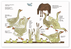 Prietenele noastre, animalele